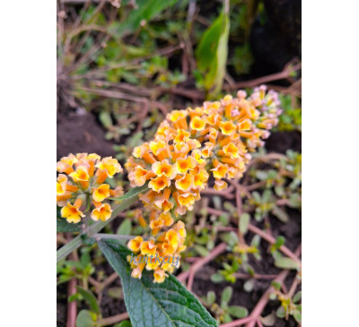 Будлея Санголд (Buddleja weyeriana «Sungold»)